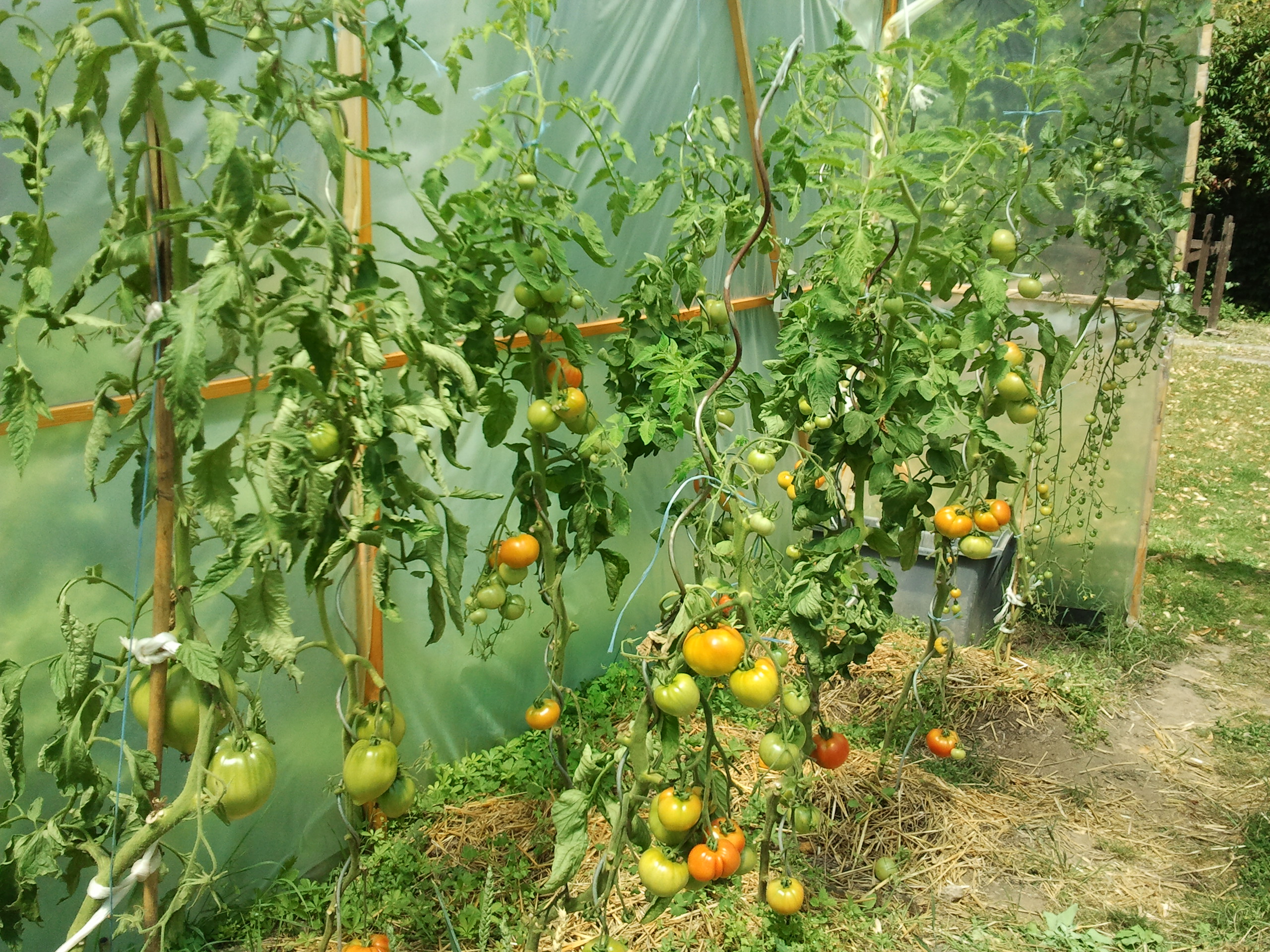 Culture Des Tomates En Serre